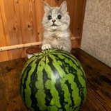 Купить рекламу в Telegram-канале Cats & Cats